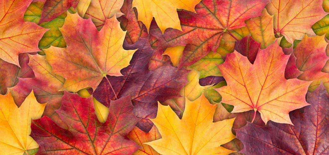 Leaves-Image